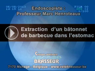 Extraction  d’un bâtonnet  de barbecue dans l’estomac - Clinique vétérinaire Brasseur