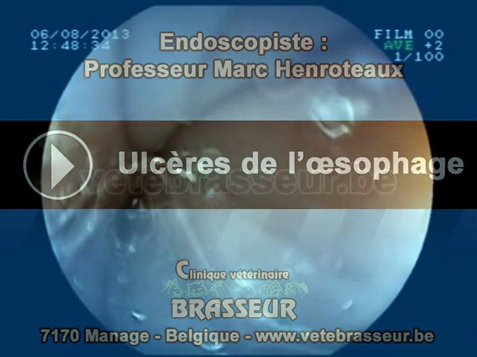 Ulcères de l’œsophage - Clinique vétérinaire Brasseur