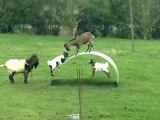 Highlife properties_Funny videos animal 2015 - Goats entertainment, Play funny_(360p)