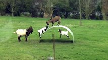 Highlife properties_Funny videos animal 2015 - Goats entertainment, Play funny_(360p)