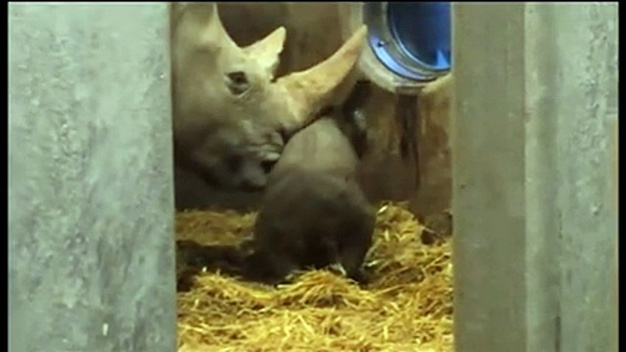 A rhinoceros at a zoo in Denmark has given birth to a healthy calf,