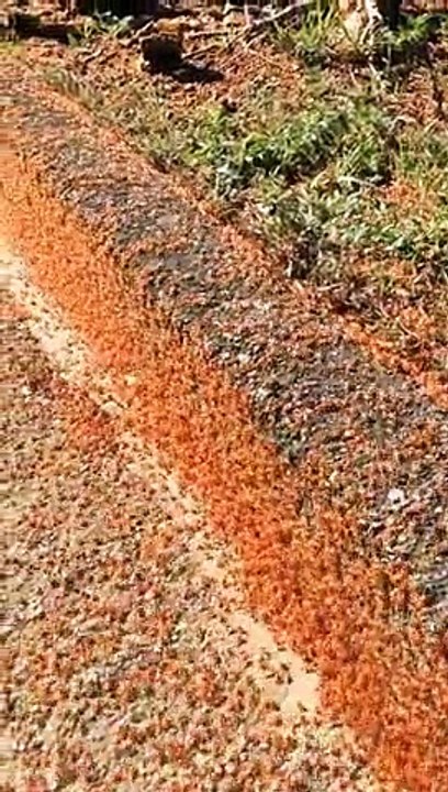 En Australie, des millions de petits crabes rouges en migration