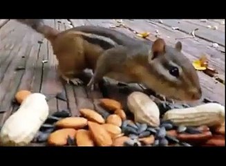 I Have Never Seen Anybody As Hungry As This Sweet Chipmunkl!!