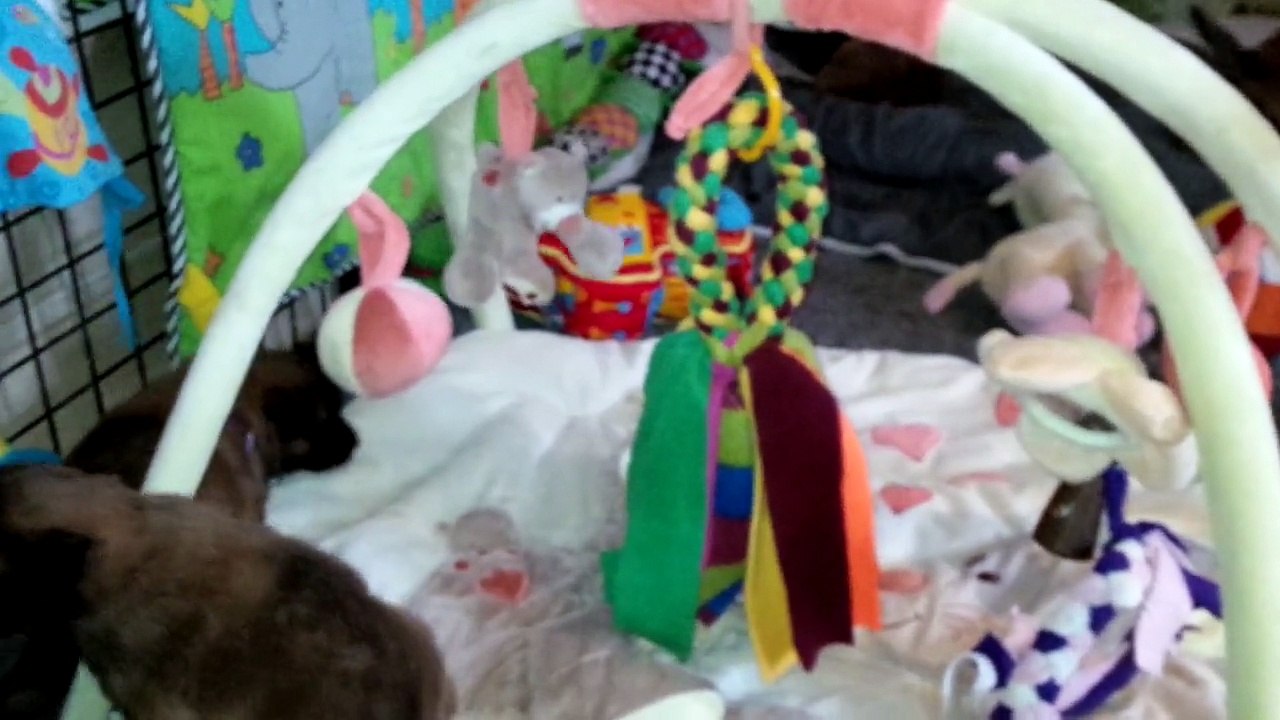 PORTEE EVER X FORZA 3 SEMAINES