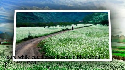 The shells resort phu quoc