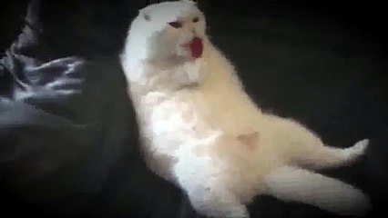 ---KOLTUĞA YAYILIP LOLİPOP YALAYAN SEVİMLİ KEDİ -) - YouTube