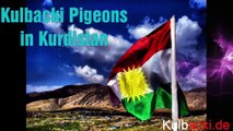 KULBACKI CHAMPIONS PIGEONS IN KURDISTAN WE SHIPPING OUR PIGEONS WORLD WIDE tel 0049 1511 290 1511