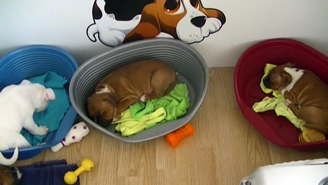 94ème vidéo de chiot staffie de la 18ème portée de Staffordland