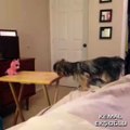 Köpeğin Oyuncak ile İmtihanı