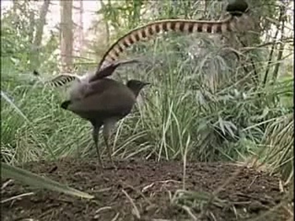 A normal bird
