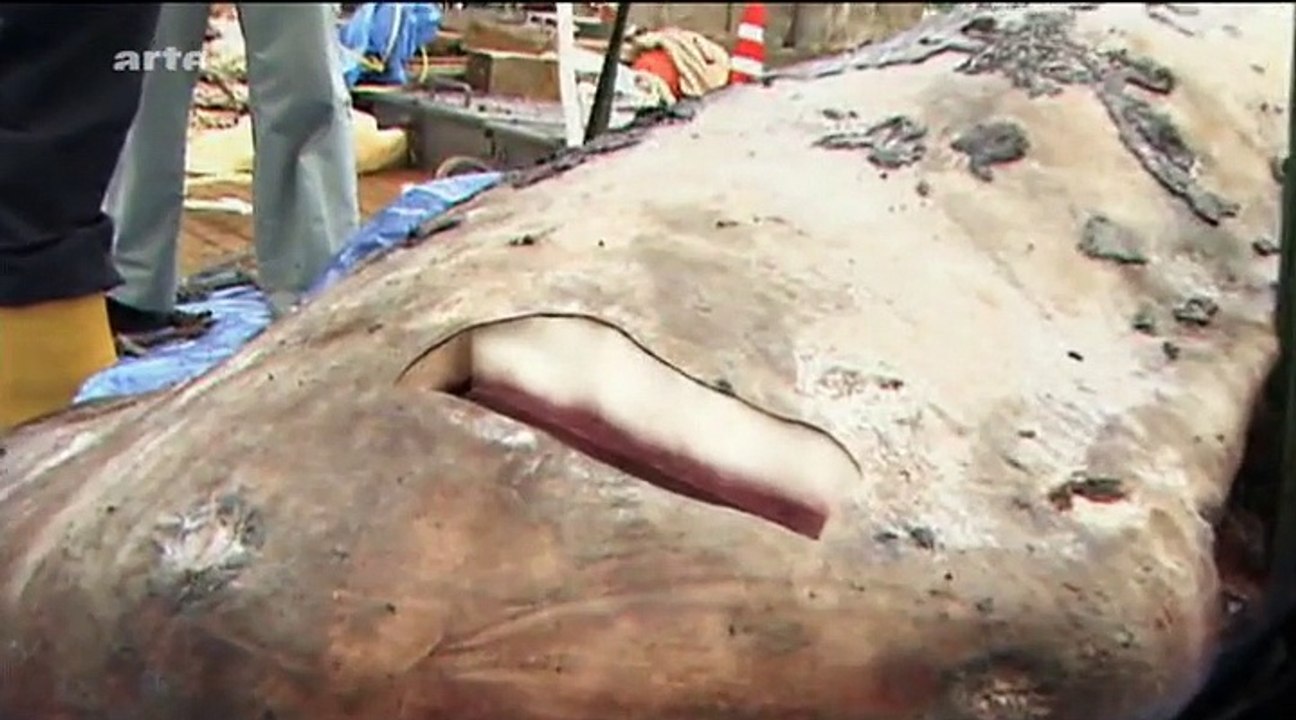 Phantome der Tiefsee - Monsterhaie