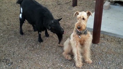 Коза достает собаку  - прикол