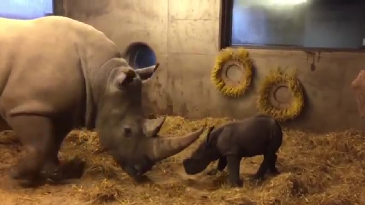 Naissance d'un bébé rhinocéros au zoo de Copenhague