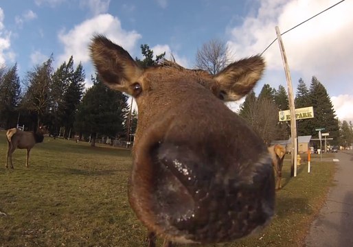 Curious Elk Licks GoPro