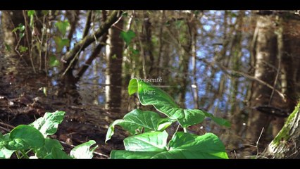 Moncontour la Dive cavalier king charles