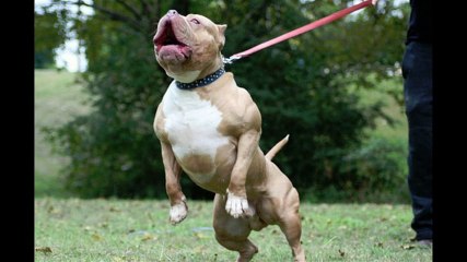 Dünyanın en kaslı köpekleri