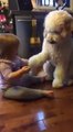 Niña de 3 años enseña a perro a saludar correctamente