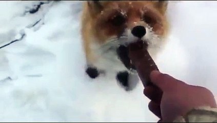 Fox - Renard et chocolat - Лиса и шоколад !