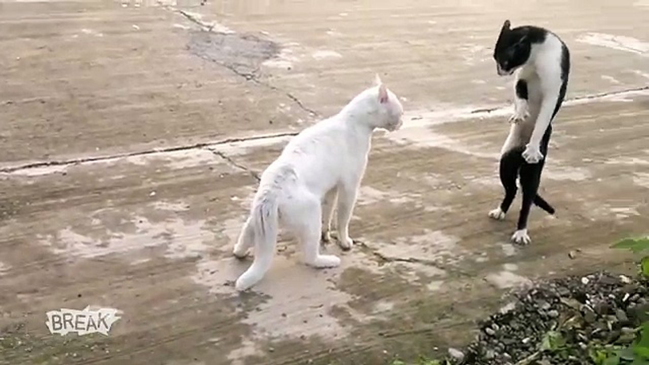 Evolved Cat is Awesome