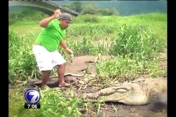 SINAC desmiente versiones de matanza masiva de cocodrilos en Río Tárcoles