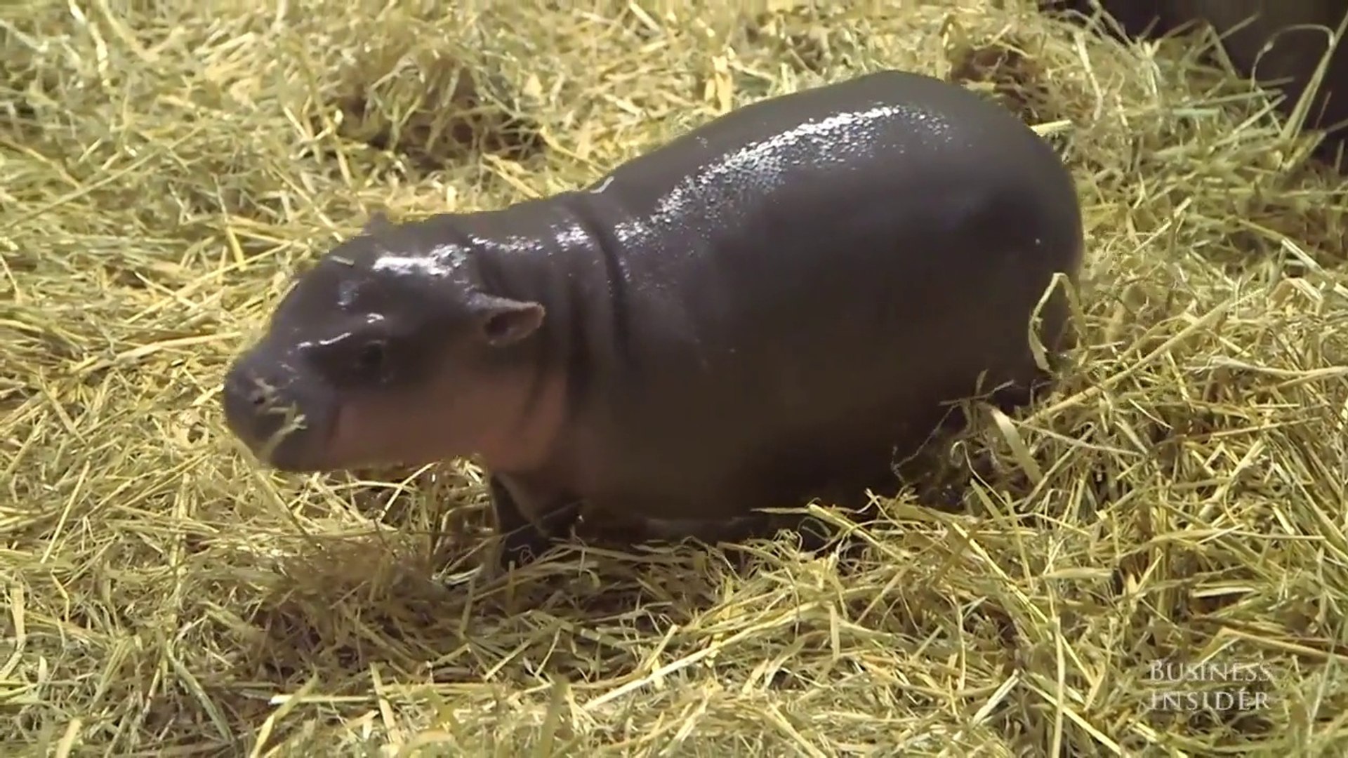 ⁣Baby Pygmy Hippo Is the last Hope For An Endangered Species - The ooz