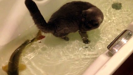 Cute cat plays with big fish in water