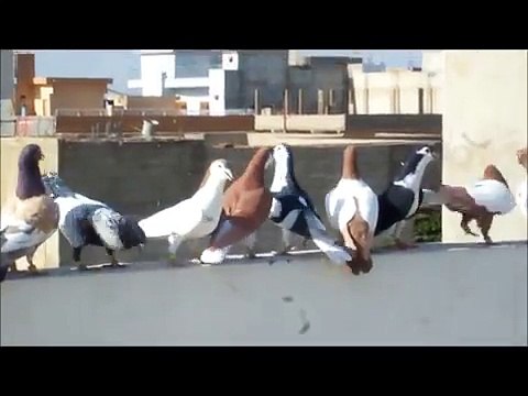 Kings of Pigeons Pakistani Pigeon