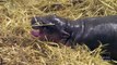 Baby Pygmy Hippo Is the last Hope For An Endangered Species - The ooz