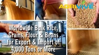 Shop Wholesale Bulk USA White Rice, USA White Rice Import, USA White Rice, USA Bulk, USA Bulk White Rice Seed Bulk, USA White Rice