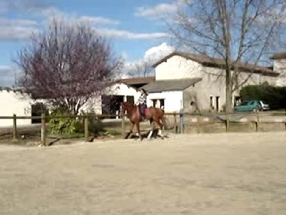 Newton - galop