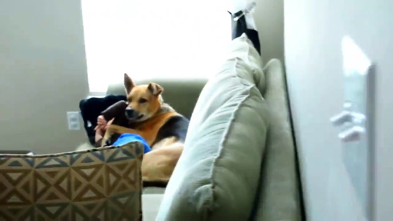 Sevimli çocuk sevimli köpek