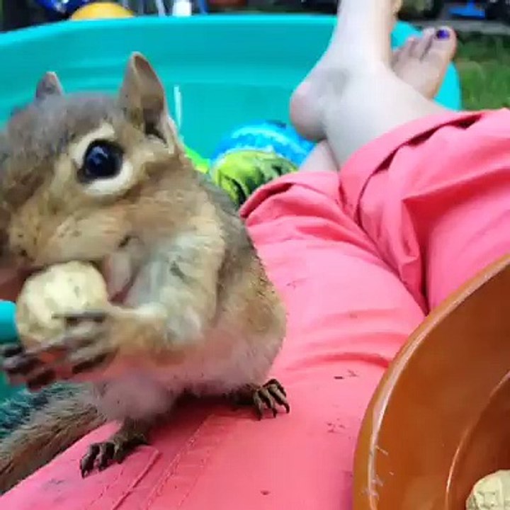 Funny squirrel
