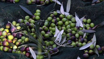 What Really is Extra Virgin Olive Oil? :: The EVOO Show