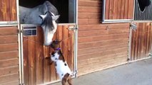 Caballo y cabra crean una inusual amistad