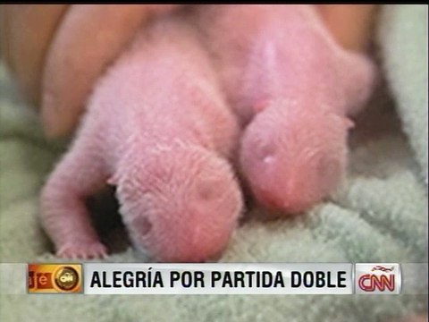 Nacen los primeros gemelos panda en EEUU en 26 años
