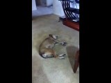 Un chien danse la salsa pendant son sommeil