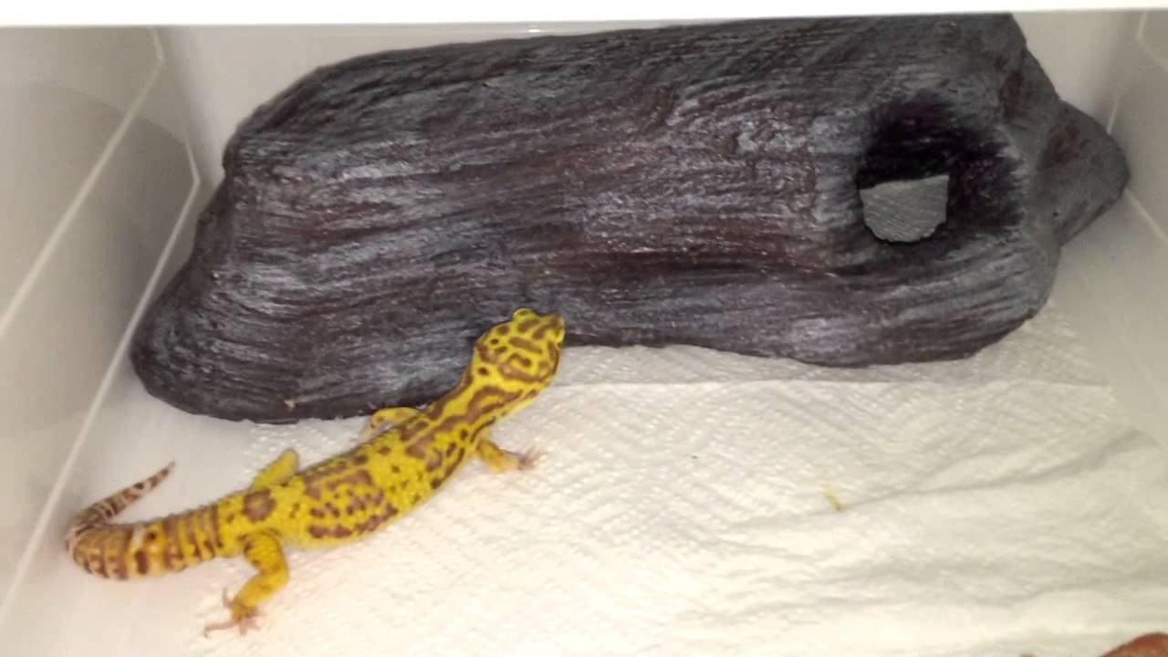 New Custom Reptile Rack!