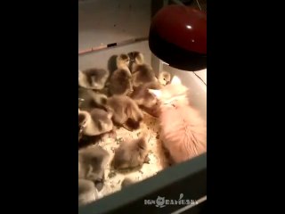 Una docena de patitos atacan a un gato