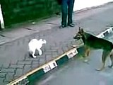 КРУТО Кот дал пды овчарке Cat VS Dog Fight1