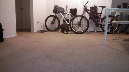 Паха и мяч My cat thinks she is a dog