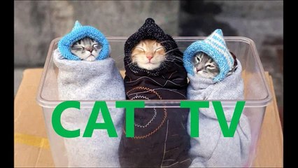ネコがおもちゃに遊ばれるｗｗｗ可愛すぎ映像ｗｗｗ Cat is played on a toy 猫上播放一个玩具
