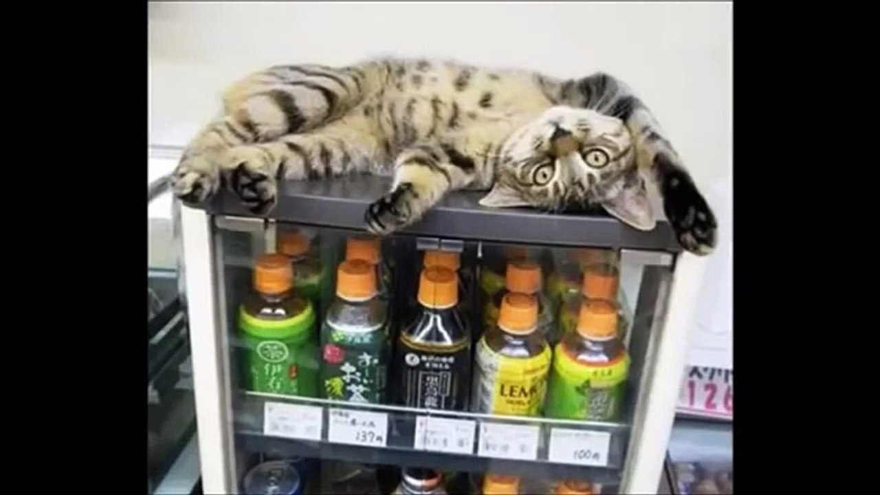 ネコが逮捕www大爆笑画像集ｗｗｗｗｗーFunny cat image collection