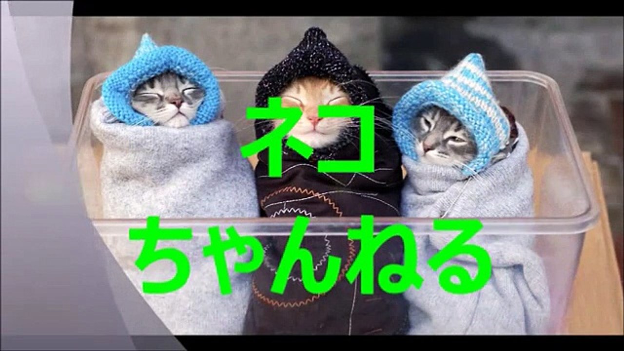 吹いたら負け最強に癒される超絶可愛いネコ動画 間違いなく癒される 半端ない４連発 Best four of funny cat