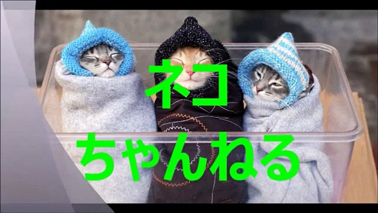 猫が泳ぐｗww ネコかきwww Swim cats 游泳的貓