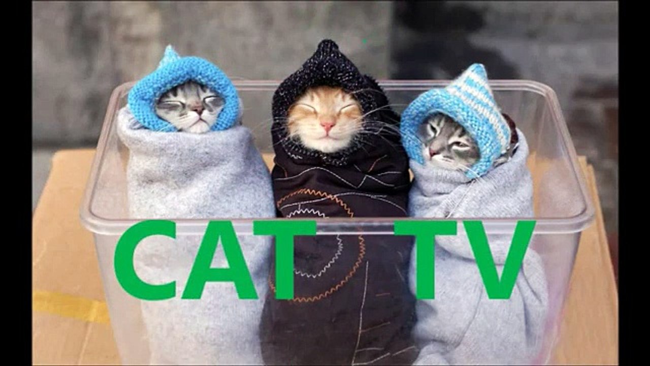 過激映像鳴き声が超絶可愛い猫ｗｗｗ Cries of cat is cute猫的哭声很可爱