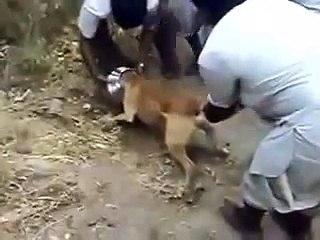 Dog Head On Steel Object