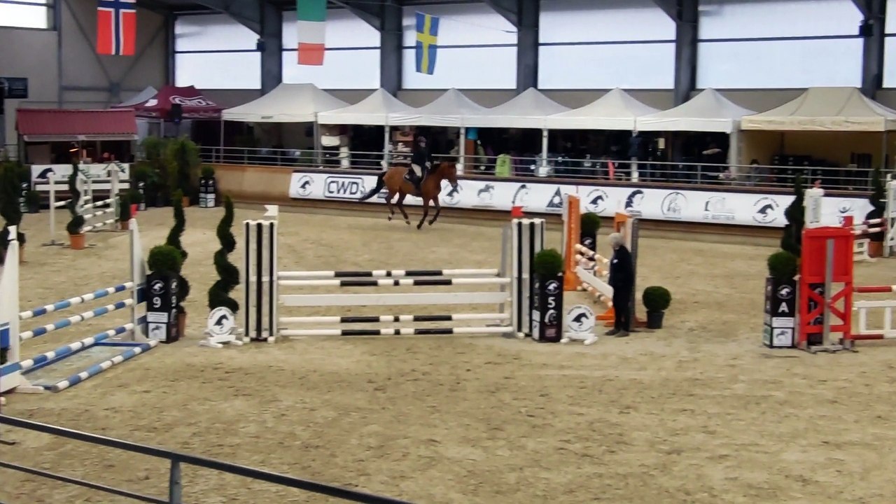 (obst) hongre sf 6 ans Origine:HUPPYDAM DES HORTS /QUICK STAR