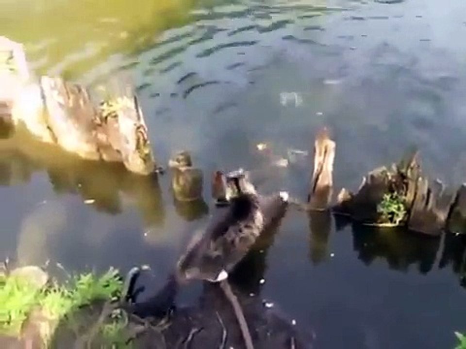 and x202aFunny Cat Compilation 2014 Russian Cat Catches Fish Funny Videos and x202c and rlm You