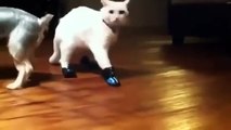 and x202aNew Animal Funny Videos 2014 Cats With Boots Are Broken Funny Videos and x202c and rlm