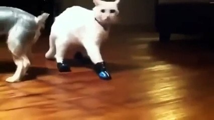 and x202aNew Animal Funny Videos 2014 Cats With Boots Are Broken Funny Videos and x202c and rlm